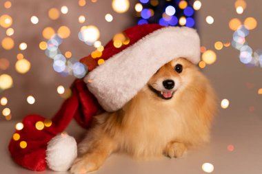 Noel Baba şapkalı ve gözlüklü Spitz köpeği bir Noel ağacının arka planına ve ışıklarına karşı bir kitabın üzerine uzanır.