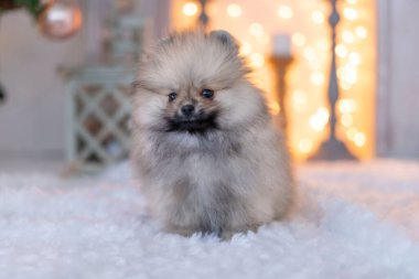 Bir Spitz köpeği, çelengi olan bir şöminenin arka planında oturur.