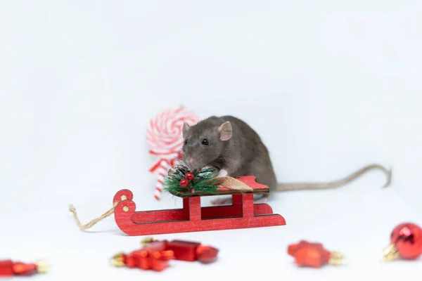 Бежевая крыса на сером фоне с красными санями. Концепция нового года, Рождества — стоковое фото