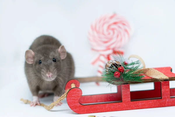Kırmızı kızaklı gri arka planda bej bir fare. Yeni yıl konsepti, Noel.