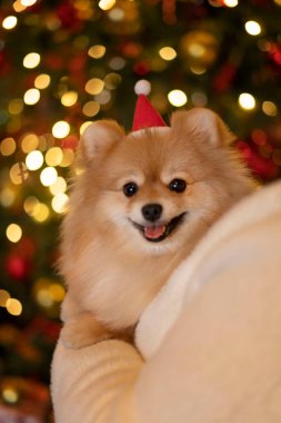 İri yarı bir kadın, Spitz köpeğini zevkten kollarında tutuyor. Tatil, hediye, yeni yıl konsepti.