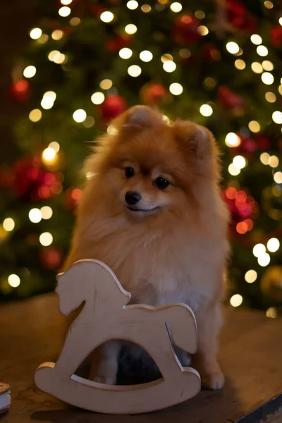 Röd hund Spitz på bakgrunden av julgranen med ett leende — Stockfoto