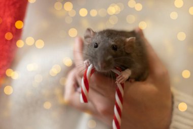 Kırmızı oyuncakla battaniyenin üzerinde bir fare. Noel ışıklarının arka planında mavi dekoratif fare