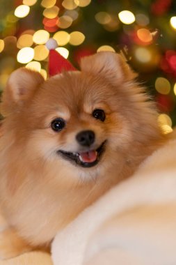 İri yarı bir kadın, Spitz köpeğini zevkten kollarında tutuyor. Tatil, hediye, yeni yıl konsepti.