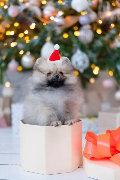Spitz valp i en presentask under julgranen — Stockfoto