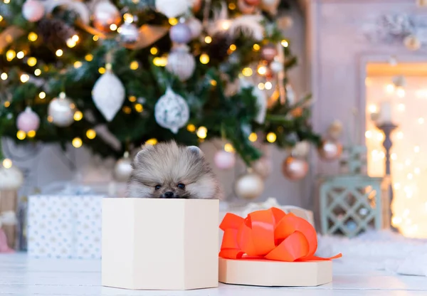 Spitz köpek yavrusu Noel ağacının altında bir hediye kutusunda