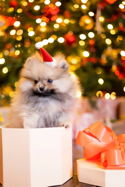 Spitz-Welpe im Geschenkkarton unter dem Weihnachtsbaum — Stockfoto