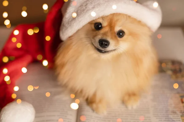 Spitz cane a Santa Clauss cappello e occhiali si trova su un libro sullo sfondo di un albero di Natale e luci — Foto Stock