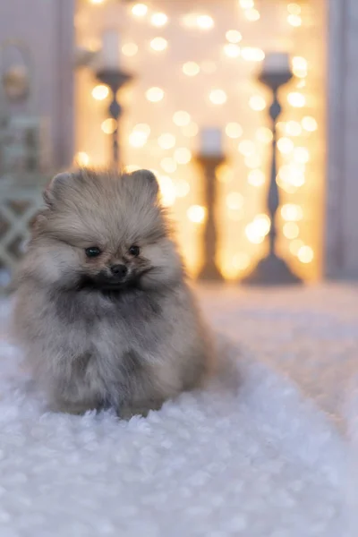 A Spitz puppy sits against the background of a fireplace with a garland — Stock Photo, Image