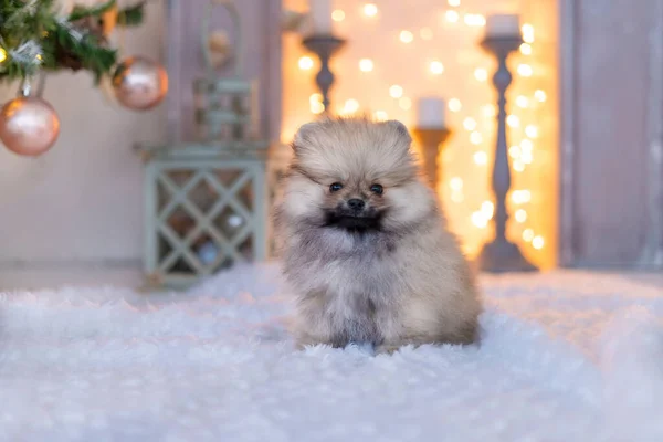 Un cachorro Spitz se sienta sobre el fondo de una chimenea con una guirnalda —  Fotos de Stock