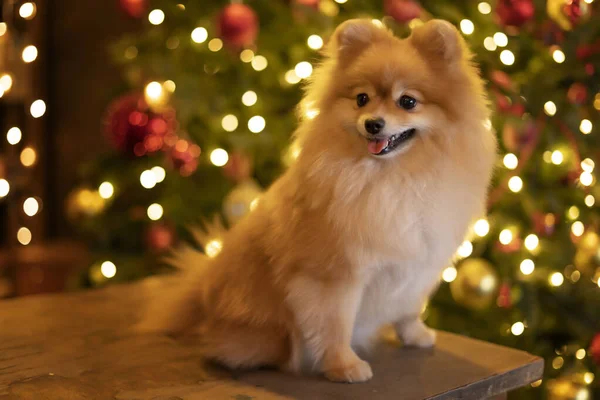 Spitz cane rosso sullo sfondo dell'albero di Natale con un sorriso — Foto Stock