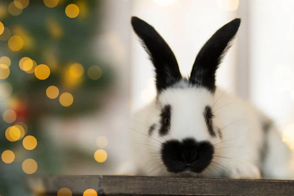 Белый кролик перед рождественской ёлкой. Копирование пространства — стоковое фото