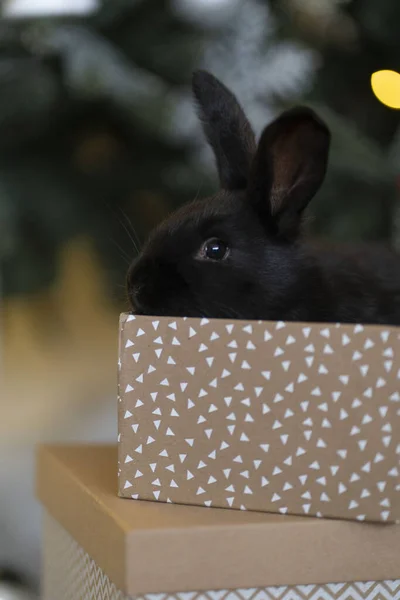 Um coelho preto se senta em uma caixa contra o pano de fundo de uma árvore de Natal. — Fotografia de Stock