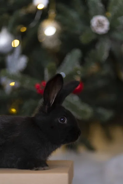 Um coelho preto se senta em uma caixa no fundo de uma árvore de Natal — Fotografia de Stock