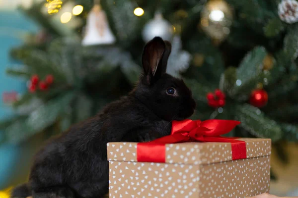 Ένα μαύρο κουνέλι κάθεται σε ένα κουτί δώρου στο φόντο ενός χριστουγεννιάτικου δέντρου. Εικόνα Αρχείου