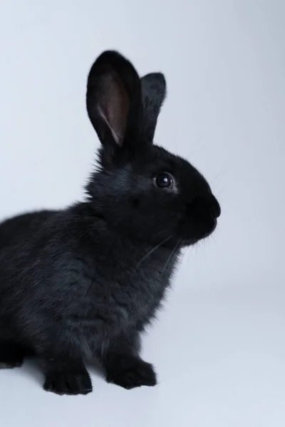 Conejo negro sobre fondo gris con espacio para copiar — Foto de Stock