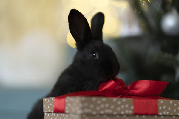 Bir siyah tavşan hediye kutusuna oturmuş Noel ağacının arka planında..