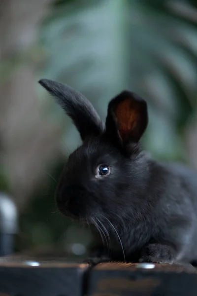Retrato de un conejo negro sobre el fondo de la planta monstera —  Fotos de Stock