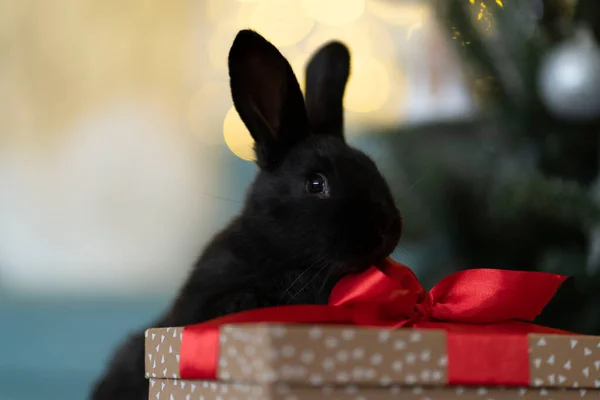 Een zwart konijn zit op een geschenkdoos tegen de achtergrond van een kerstboom. Stockfoto