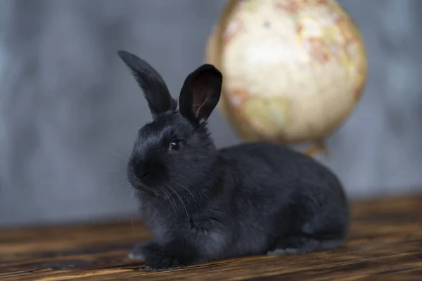 Un lapin noir est assis devant un globe et regarde dans la caméra — Photo