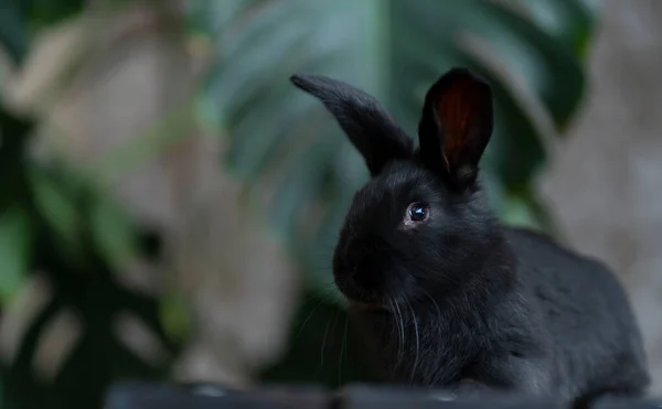 Den svarta kaninen tittar rakt in i kameran. Mot bakgrund av monstera blad — Stockfoto