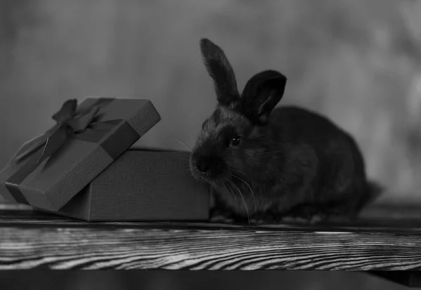 Schwarz-Weiß-Foto eines Kaninchens mit einer Geschenkbox. Sitzt auf einer Holzoberfläche — Stockfoto