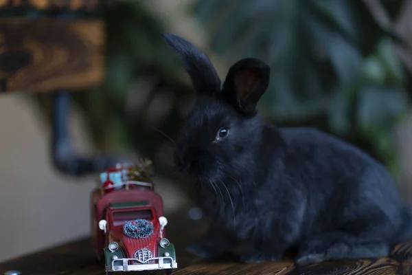 Bir siyah tavşan yeşil bitkilerin arka planında oturur. Tavşan kırmızı Noel arabasının yanında.