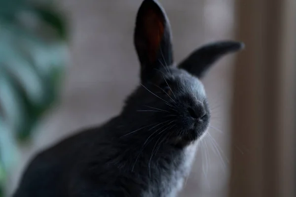 Canavar bitkisinin arka planında siyah bir tavşan portresi