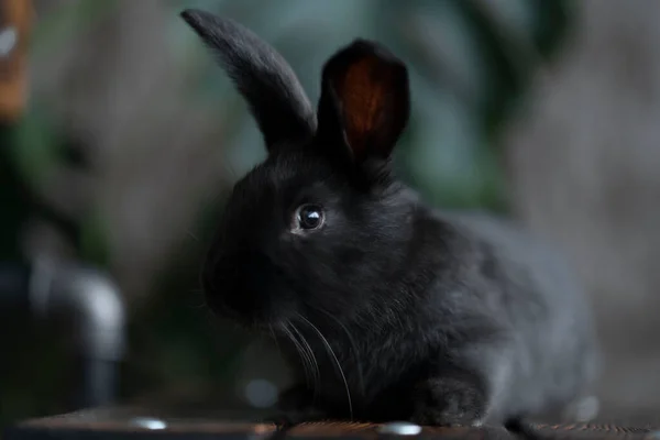 Närbild av en svart kanin på en mörk bakgrund — Stockfoto