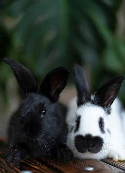 Imagem vertical de dois coelhos no fundo de uma planta monstera verde — Fotografia de Stock
