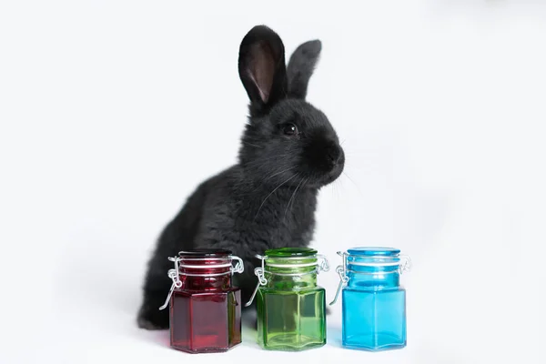 Beyaz arka planda siyah bir tavşan. Renkli küçük kavanozlar