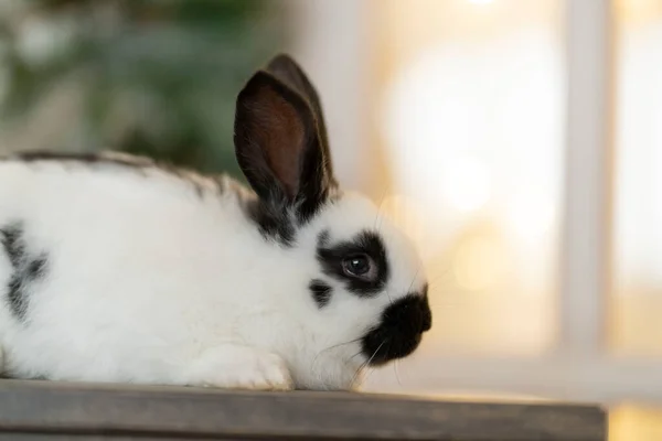 Pencerenin önünde beyaz bir tavşan oturuyor. Boşluğu kopyala