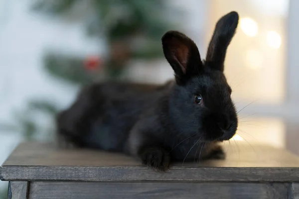 Uma lebre negra está em uma cadeira contra o fundo de uma árvore de Natal — Fotografia de Stock