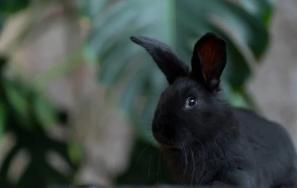 Siyah tavşan doğrudan kameraya bakıyor. Canavar yapraklarının arka planında