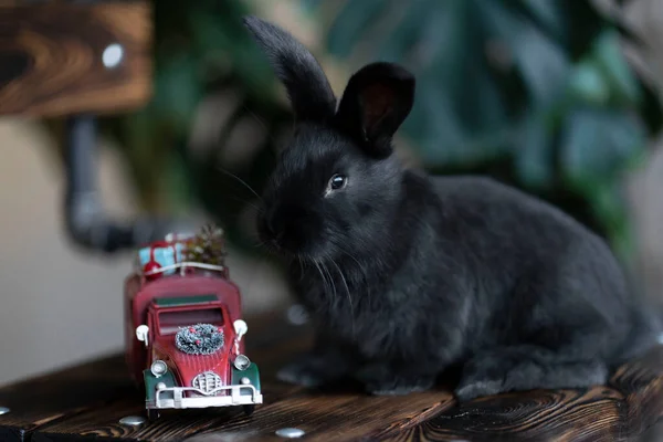 Bir siyah tavşan yeşil bitkilerin arka planında oturur. Tavşan kırmızı Noel arabasının yanında.