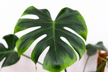 Beyaz arka planda yağmur ormanlarından gelen bir canavar bitkisinin yaprağı..