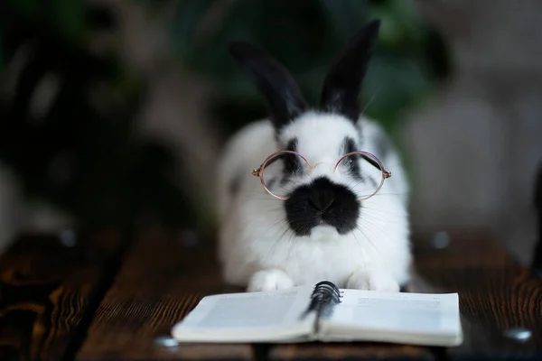 En vit kanin i svart fläck med glasögon, läser en bok. Ligger på en träyta på en grön växt bakgrund — Stockfoto