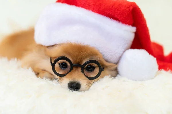 Pies Spitz w czapce Świętego Mikołaja. Leżące w okularach zamyślone — Zdjęcie stockowe