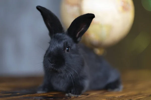 Siyah bir tavşan kürenin önünde oturur ve kameraya bakar.