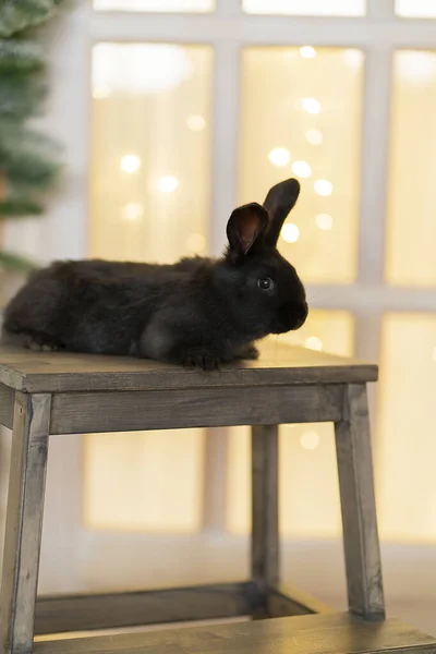 Чорний зайчик лежить на стільці на фоні ялинки — стокове фото