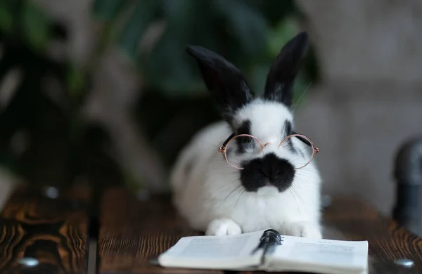 Siyah benekli, gözlüklü, kitap okuyan beyaz bir tavşan. Ahşap bir yüzeyde, yeşil bir bitki arka planında yatıyor.