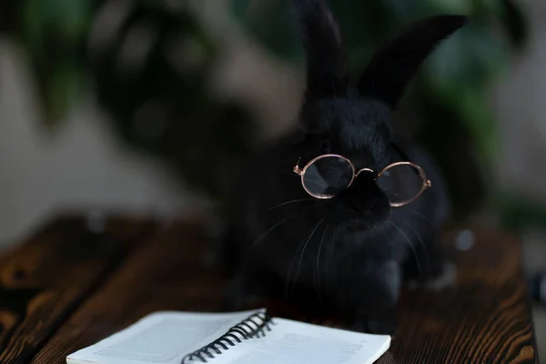 En svart kanin med glasögon och en bok sitter mot en bakgrund av gröna växter — Stockfoto