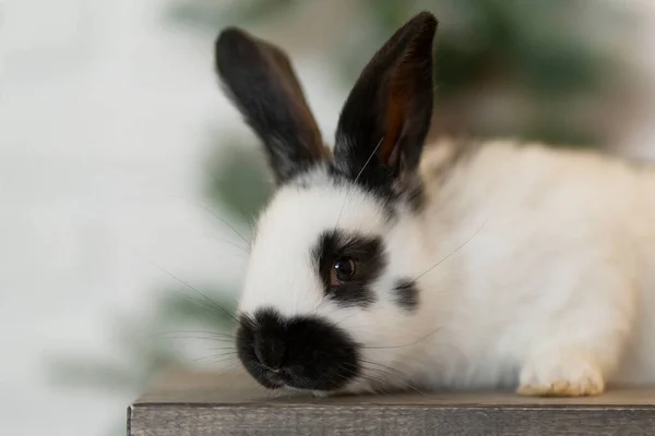 Один білий кролик у плямі сидить на тлі ялинки — стокове фото
