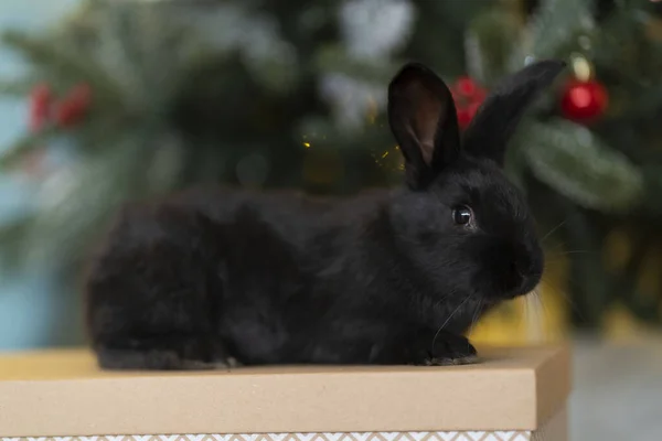 Czarny królik siedzi na pudełku na tle choinki — Zdjęcie stockowe