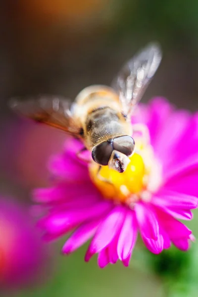 Bee on flower — Stock Photo, Image