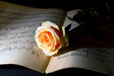 Antik müzik puanı üzerinde Sarı Gül