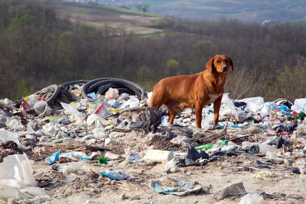 A dog between the polluted nature and beautiful landscapes — Stock Photo, Image