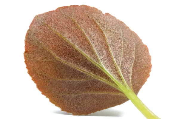 Macro shot of a red leaf texture — Stock Photo, Image