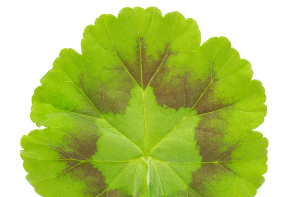 Macro shot of a green leaf texture — Stock Photo, Image