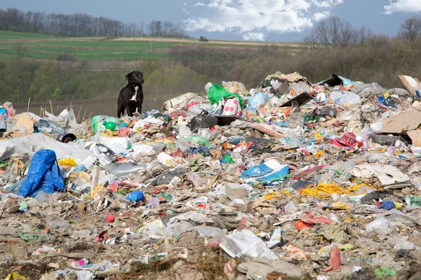 En hund mellan förorenad natur och vackra landskap — Stockfoto